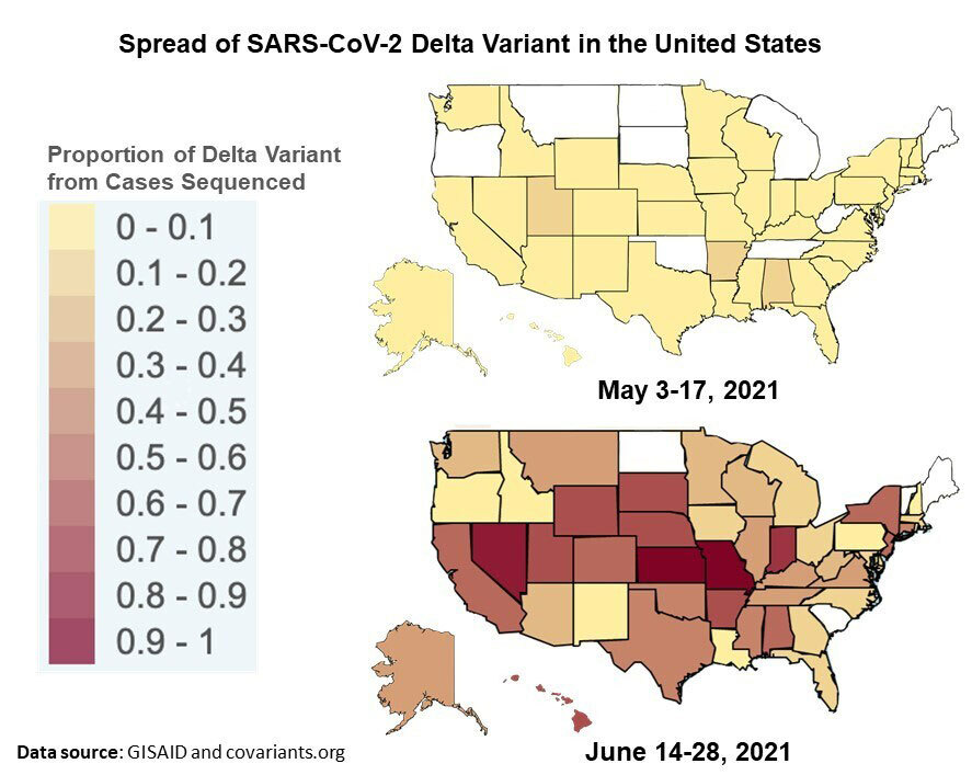 Demystifying the Delta Variant with Data Johns Hopkins Coronavirus